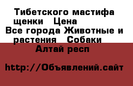  Тибетского мастифа щенки › Цена ­ 10 000 - Все города Животные и растения » Собаки   . Алтай респ.